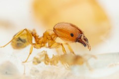 Pheidole spadonia