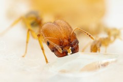 Pheidole spadonia