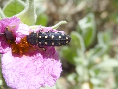 Acmaeodera octodecimguttata