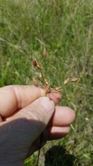 Fimbristylis puberula
