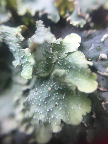 Speckled Greenshield