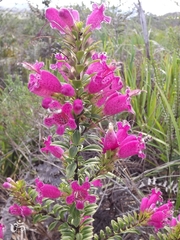 Esterhazya splendida