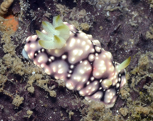 Photo of Geometric goniobranchus (Goniobranchus geometricus)