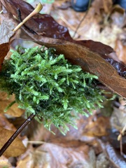 Hypnum cupressiforme cupressiforme