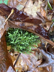 Hypnum cupressiforme cupressiforme