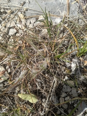 Danthonia unispicata