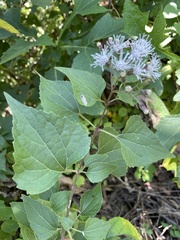 Chromolaena collina