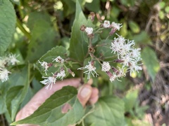 Chromolaena collina