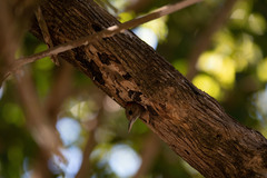 Dryobates passerinus