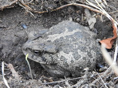 Incilius occidentalis