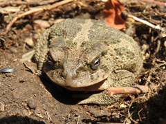 Incilius occidentalis
