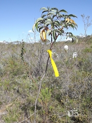 Manihot jacobinensis