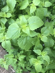Praxelis clematidea