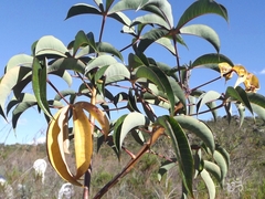 Manihot jacobinensis