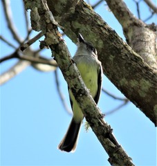 Myiarchus cephalotes