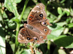 Junonia nigrosuffusa