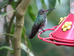 Chionomesa fimbriata