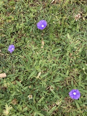 Convolvulus sabatius