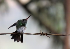 Chionomesa fimbriata