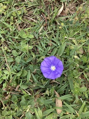 Convolvulus sabatius