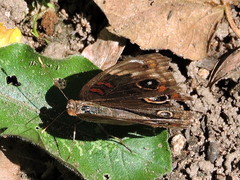 Junonia nigrosuffusa