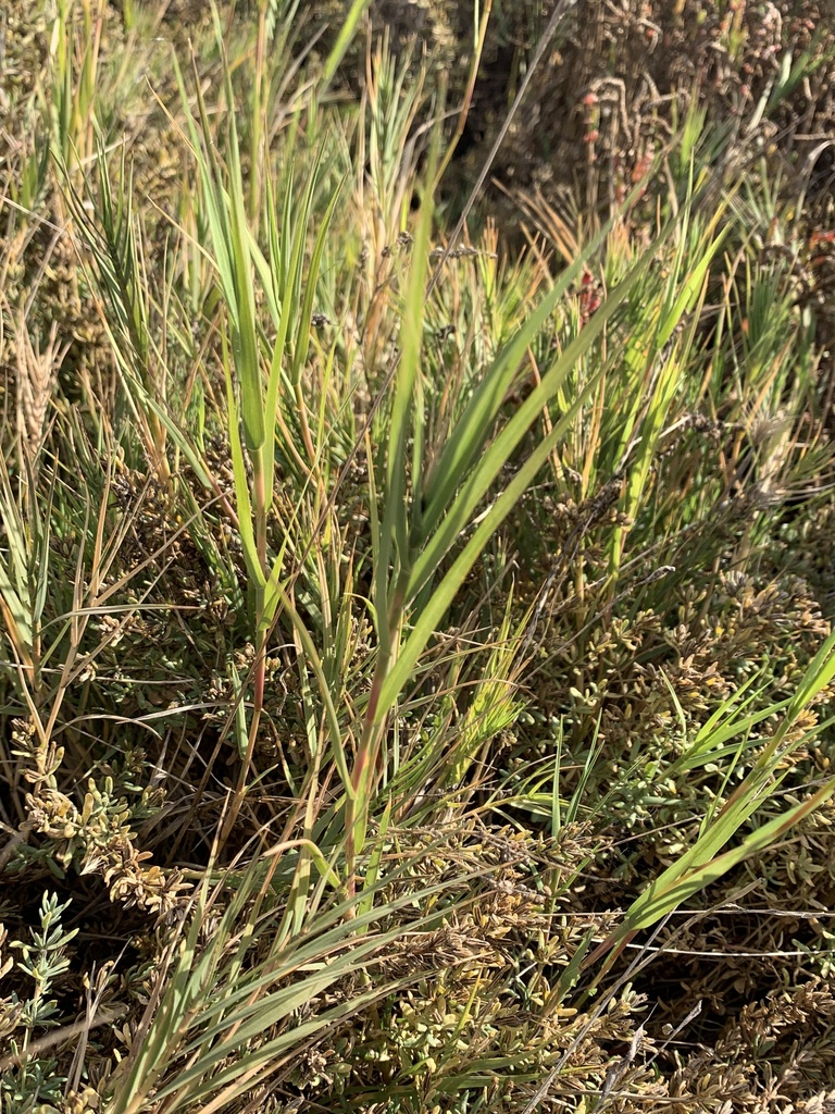 Saltgrass from Coyote Hills Regional Park, Fremont, CA, US on November ...