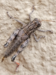 Agroecotettix modestus