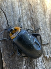 Disonycha triangularis