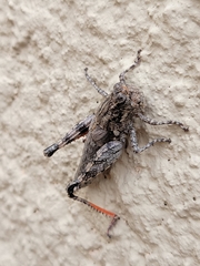 Agroecotettix modestus