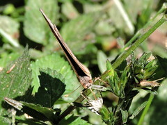 Junonia nigrosuffusa