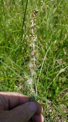 Gamochaeta argyrinea