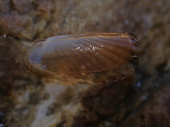 Pygmy Date Shell