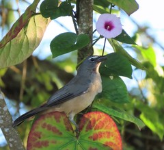 Caribbean Grey Saltator photo 2