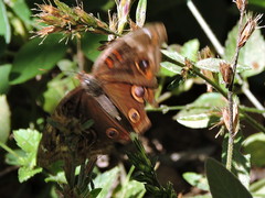Junonia nigrosuffusa