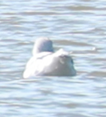 Larus hyperboreus