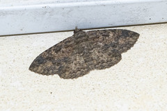 Anisoneura salebrosa