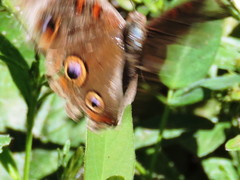 Junonia nigrosuffusa
