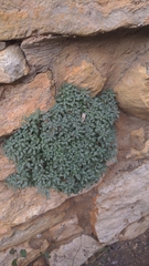 Petrophytum