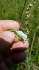 Gamochaeta argyrinea