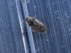 Parapiesma cinereum