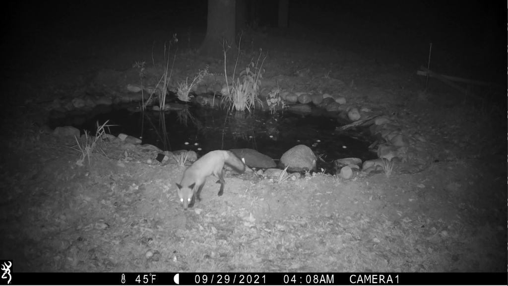 Red Fox from Munroe Falls, OH 44262, USA on September 29, 2021 at 0408