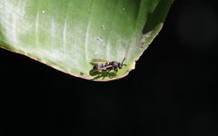Ropalidia grandidieri