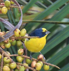 Euphonia laniirostris
