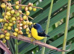 Euphonia laniirostris