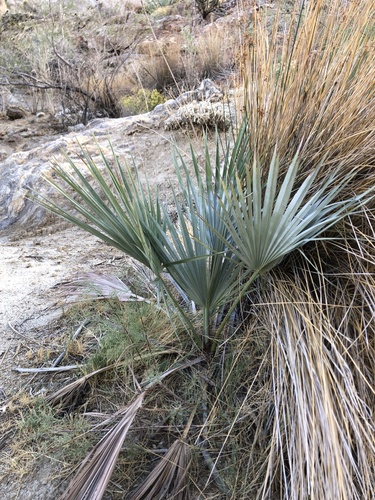 Brahea armata, photographed by an iNaturalist contributor
