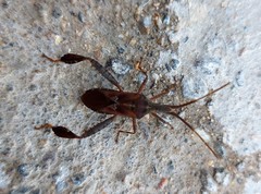 Leptoglossus crestalis