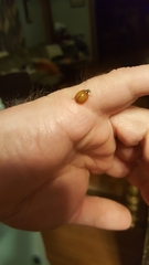 Harmonia axyridis