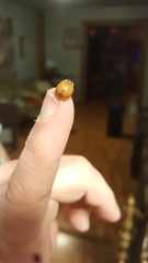 Harmonia axyridis