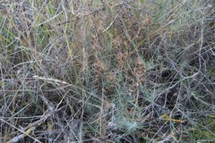 Bupleurum fruticescens