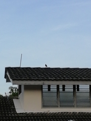 Acridotheres javanicus